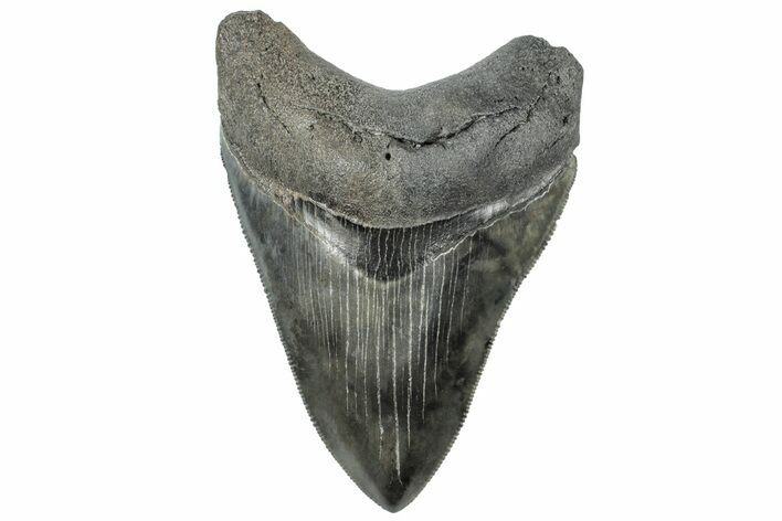 Serrated, Colorful, Fossil Megalodon Tooth - South Carolina #312033